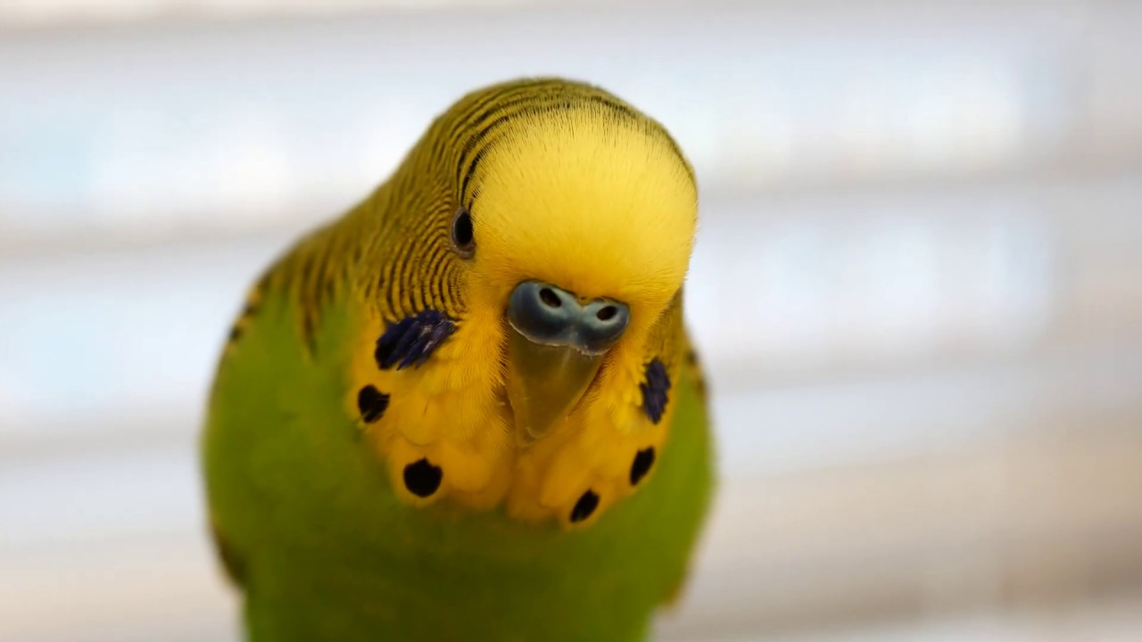 Kiwi и Pixel получили полную свободу действий внизу + спасибо нашим подписчикам!
