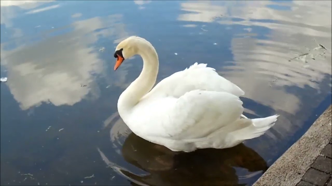 Un superbe cygne sur le petit lac du parc de La Courneuve