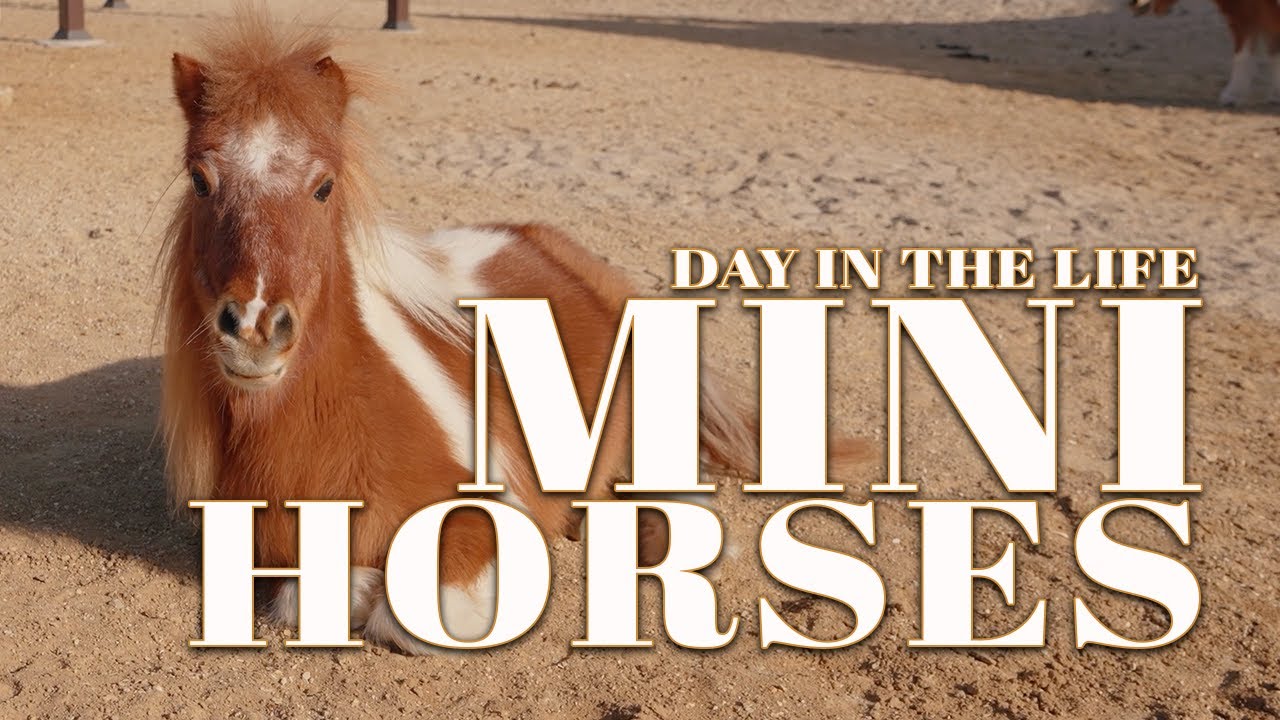 Miniature Horses Explained: Morning at a Miniature Horse Sanctuary | Episode 1