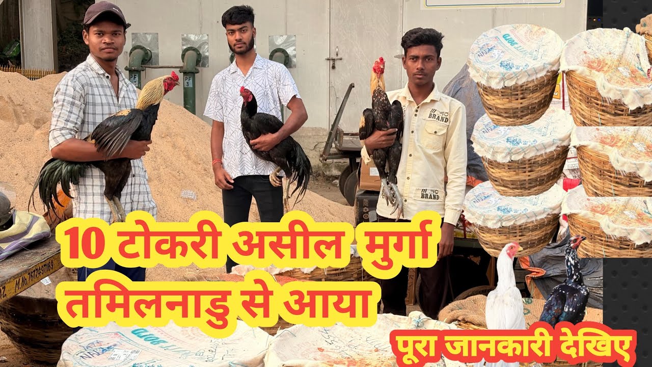 10 टोकरी तमिलनाडु से असली मुर्गा आया | aap v hmse maga skate hai , aseel murga | snr flyers tata