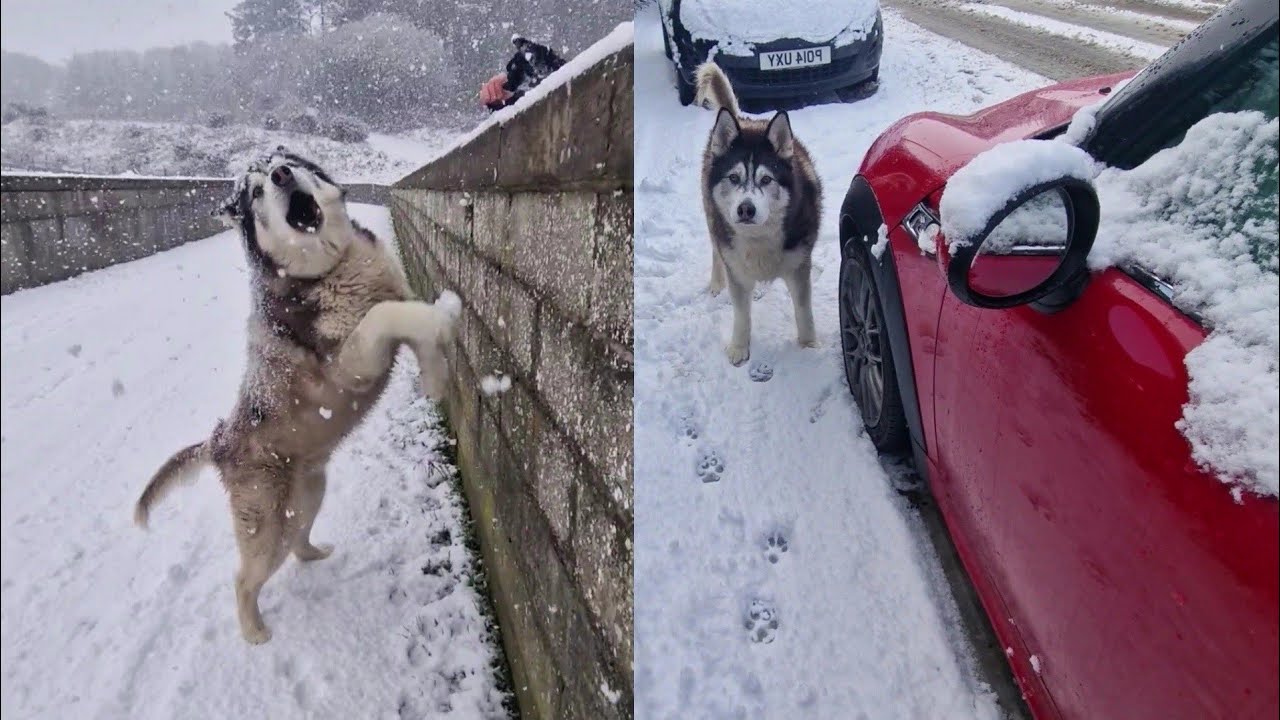 Хаски застрял в снегу!