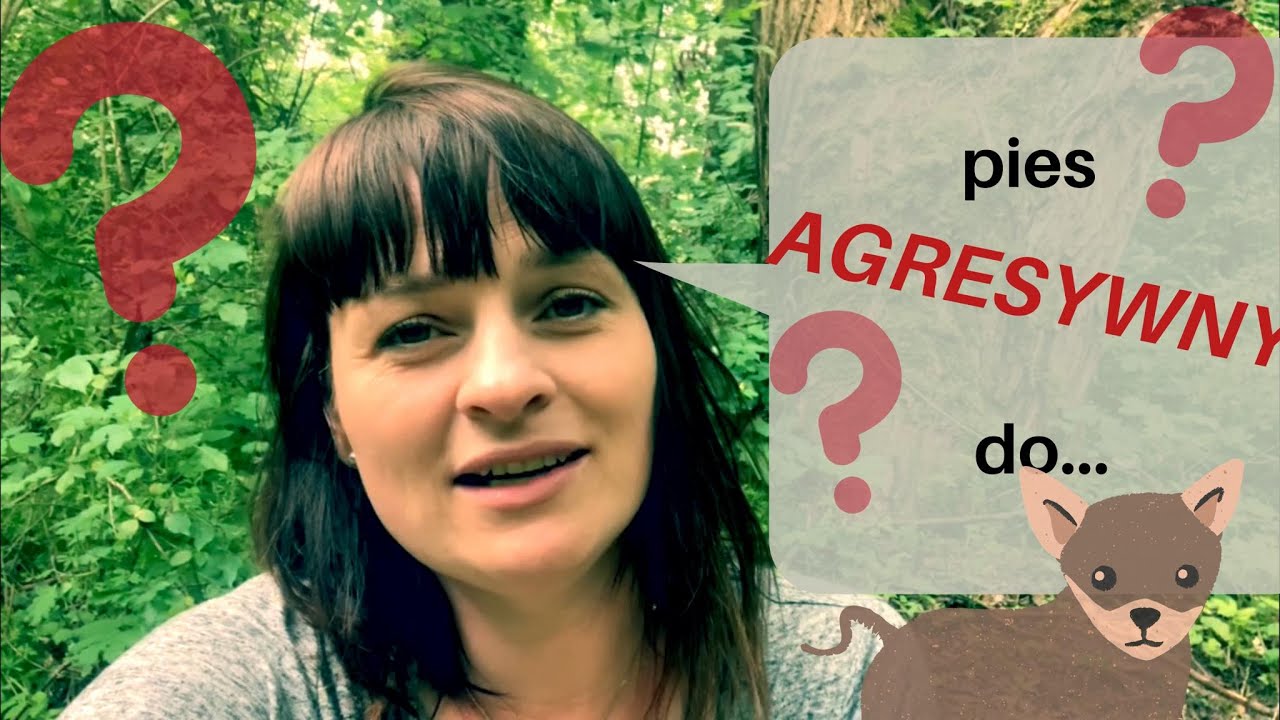 Twój pies jest agresywny do mijanych psów? | Na psa urok. Lekcja 3/5
