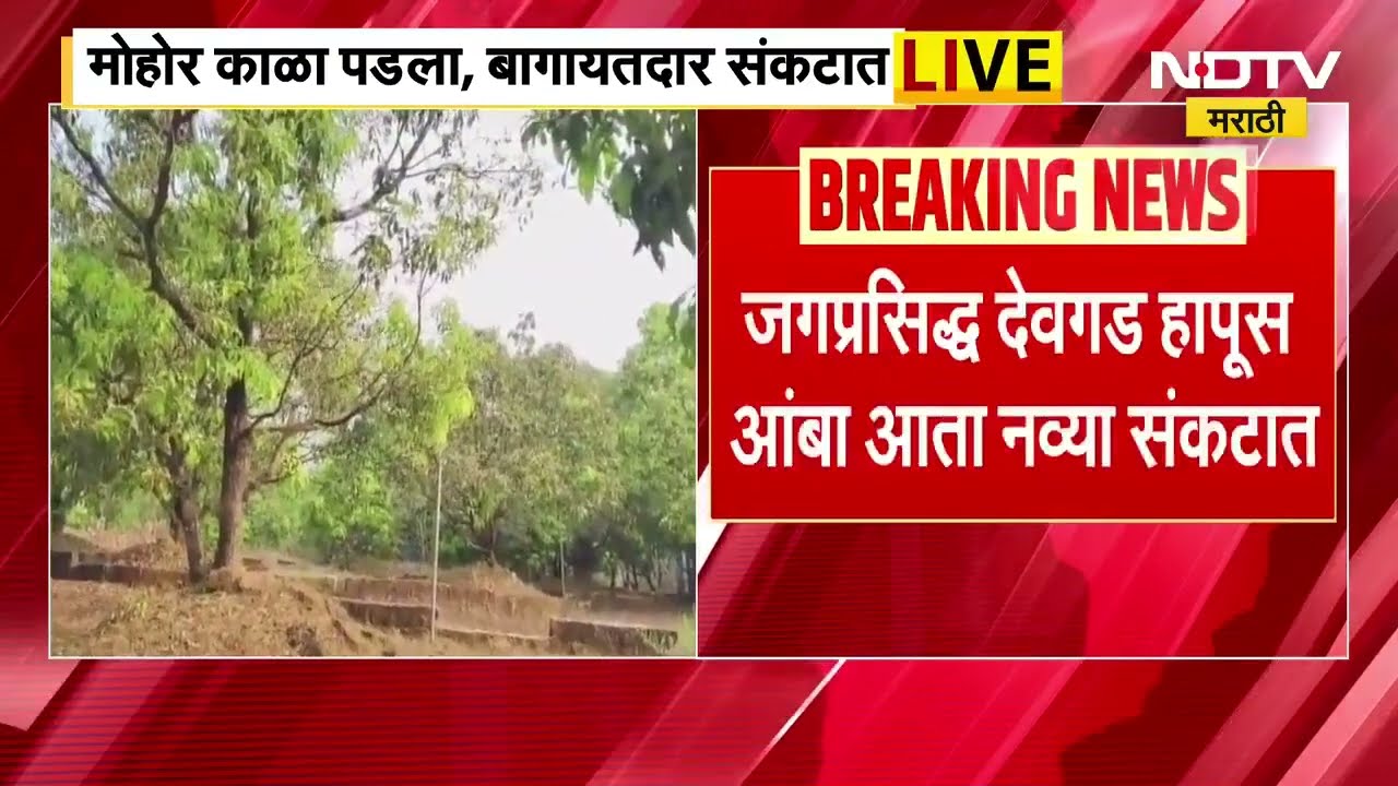 Kokan Alphonso News | आंबा हंगामातील पहिलाच मोहोर झाडावरच पडला काळा, बागायतदार संकटात