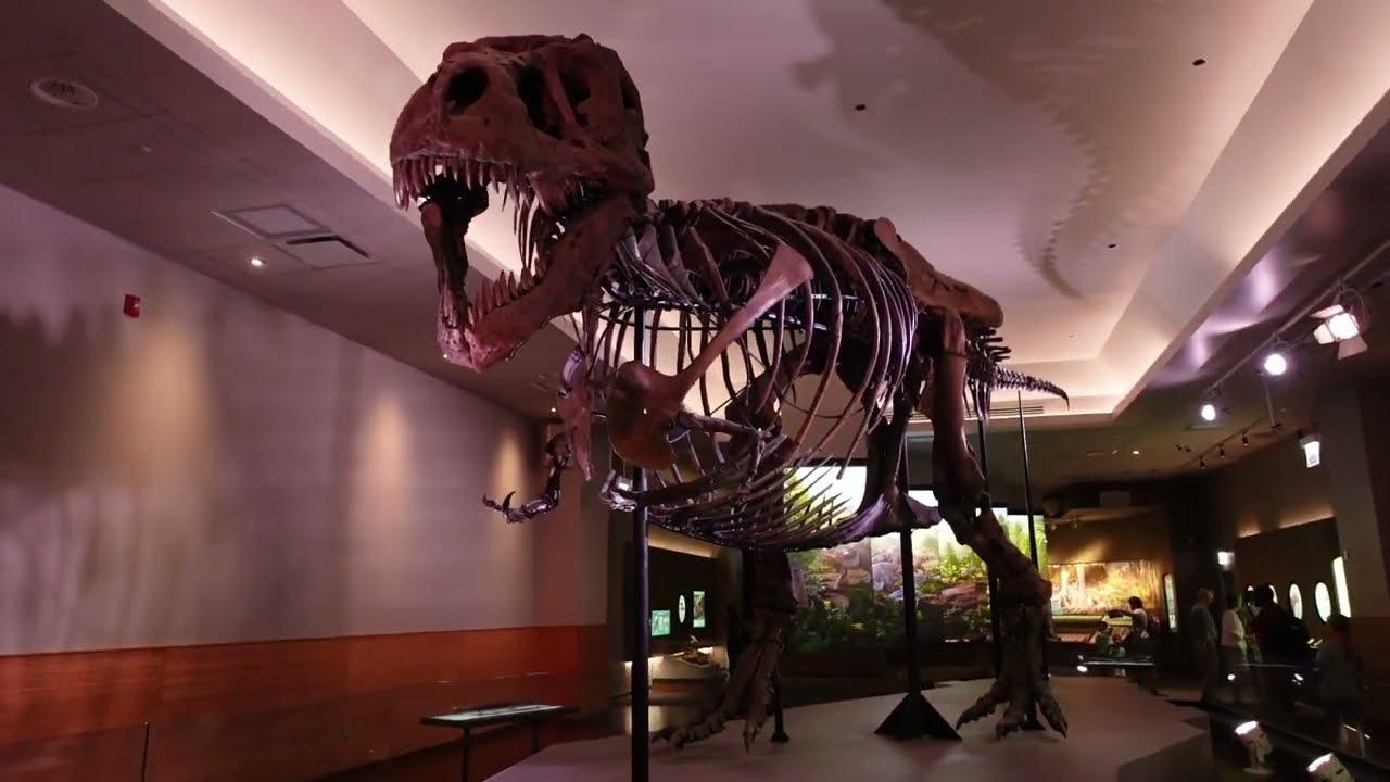 Самый большой в мире Тираннозавр рекс в музее Чикаго. T. rex, Field Museum of Natural History