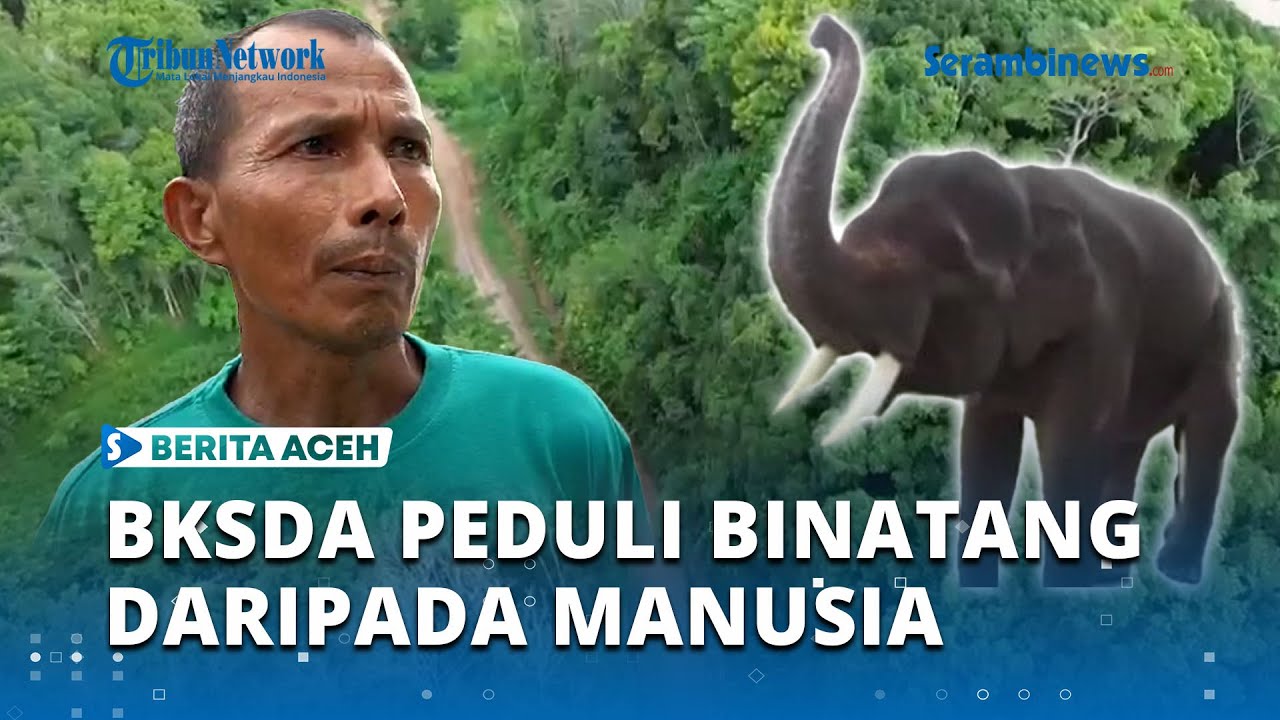 Serangan Gajah di Pasie Raya Semakin Parah, BKSDA Dinilai Lebih Menghargai Binatang Daripada Manusia