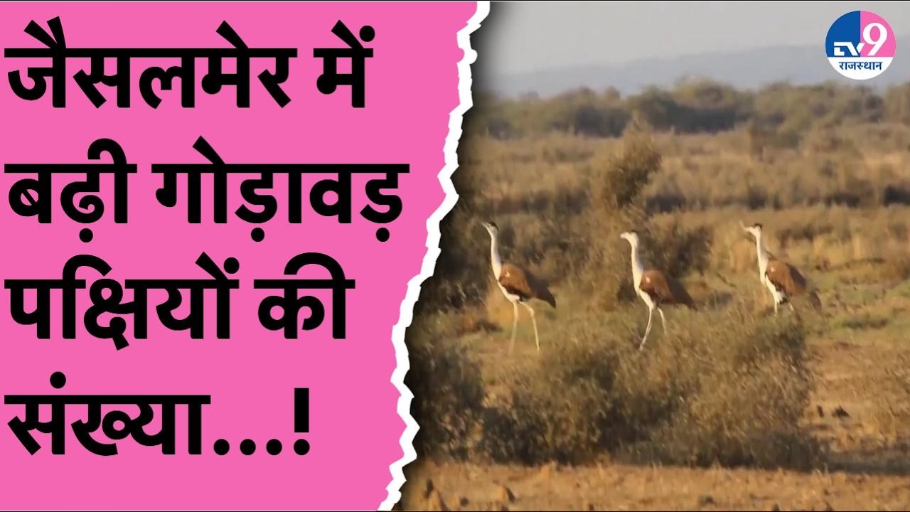 Godawan Birds के जैसलमेर में बढ़ी संख्या,कुछ साल पहले तक हो रही थी खत्म होने की चिंता