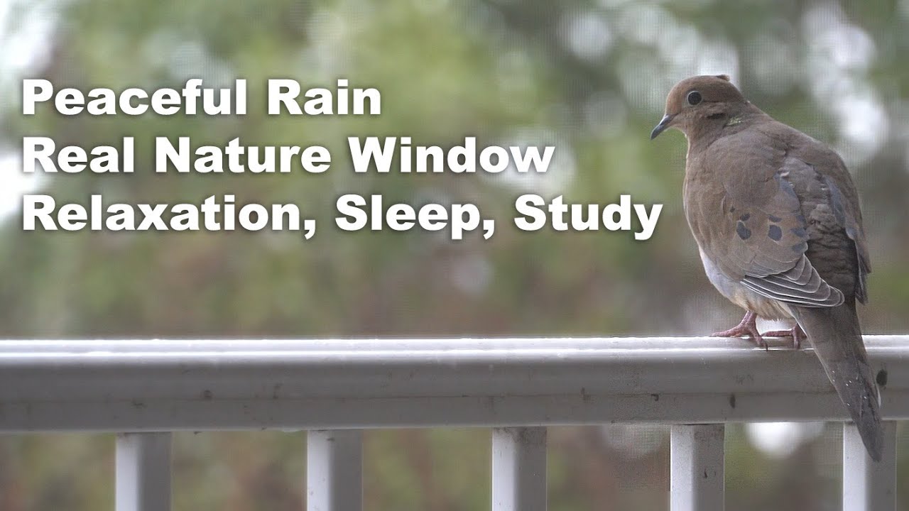 Raining urban nature ASMR, real recording, birds, sleep, relaxation, study, window background