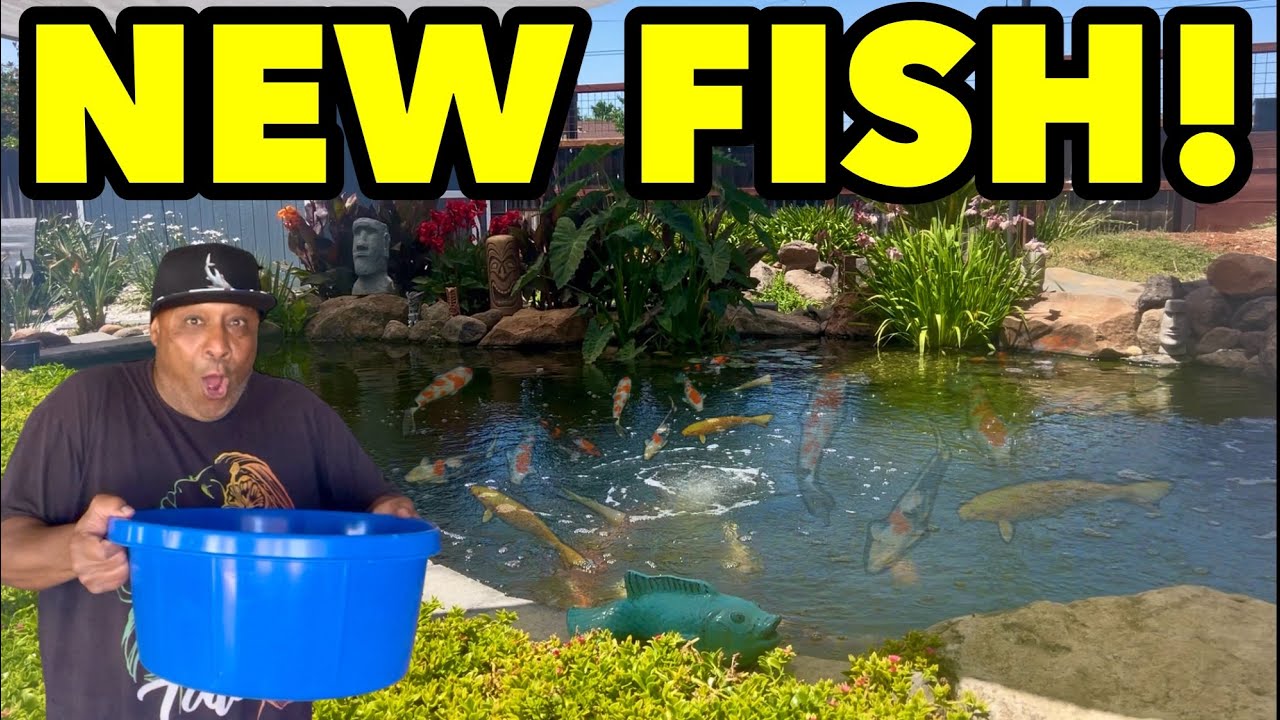 Picked up NEW KOI FISH for my Backyard Pond!