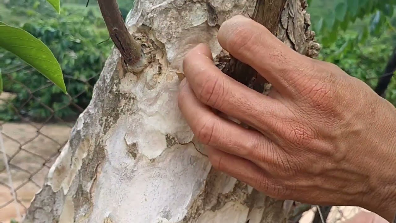 cách ghép bằng lăng tím đơn giản cho người mới tập ghép