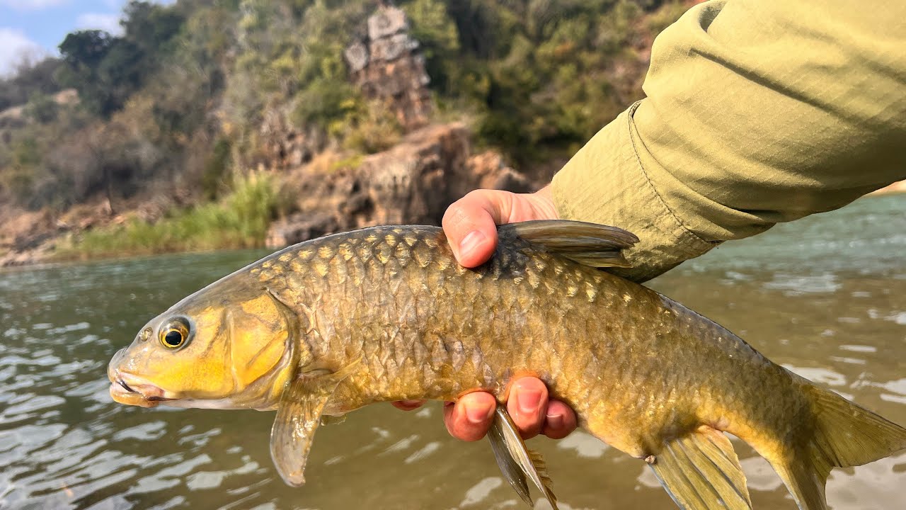 Fly Fishing for Natal Scaly