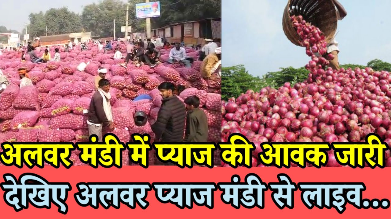 अलवर मंडी में प्याज की आवक जारी | देखिए अलवर प्याज मंडी से लाइव.. | Alwar pyaj Mandi bhav today |