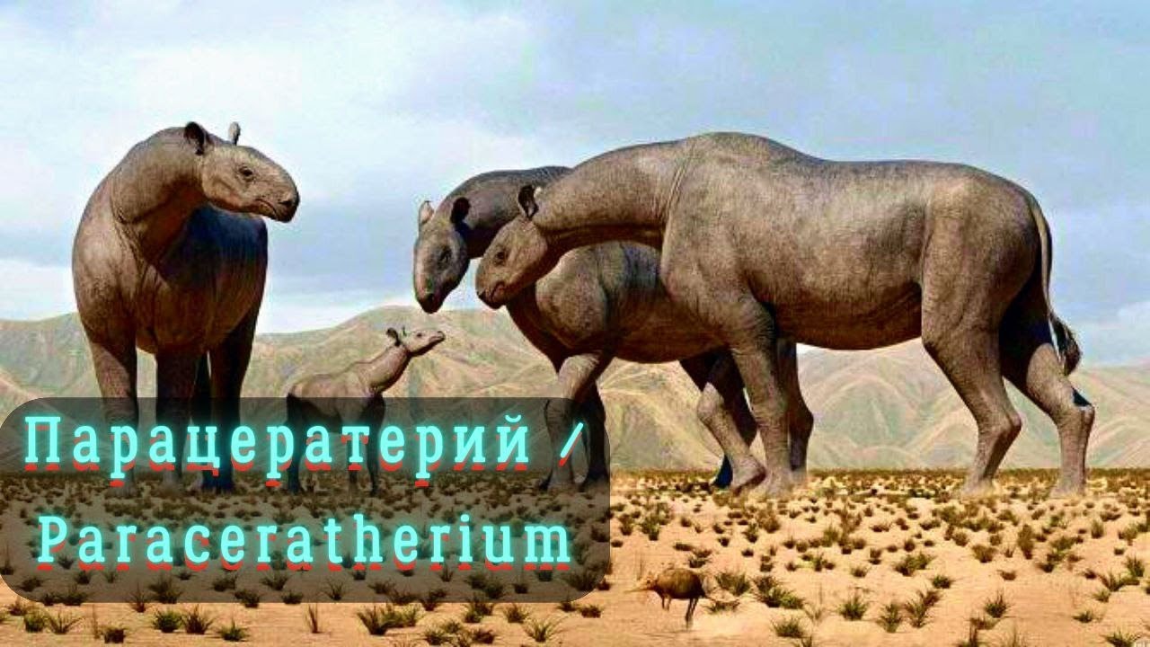 Парацератерий - Самое гигантское наземное млекопитающее | ГИГАНТСКИЙ НОСОРОГ