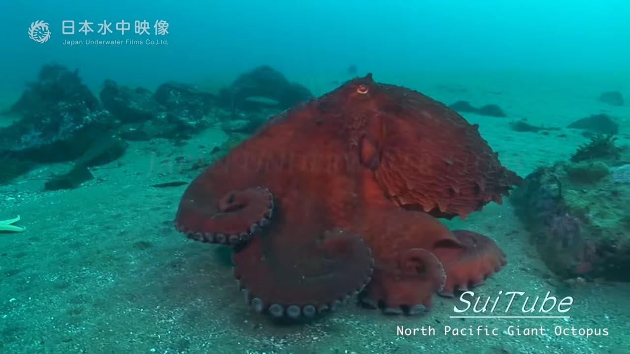 カメラを襲う怖いミズダコ　Scary North Pacific Giant Octopus!(underwater video). suitube7!