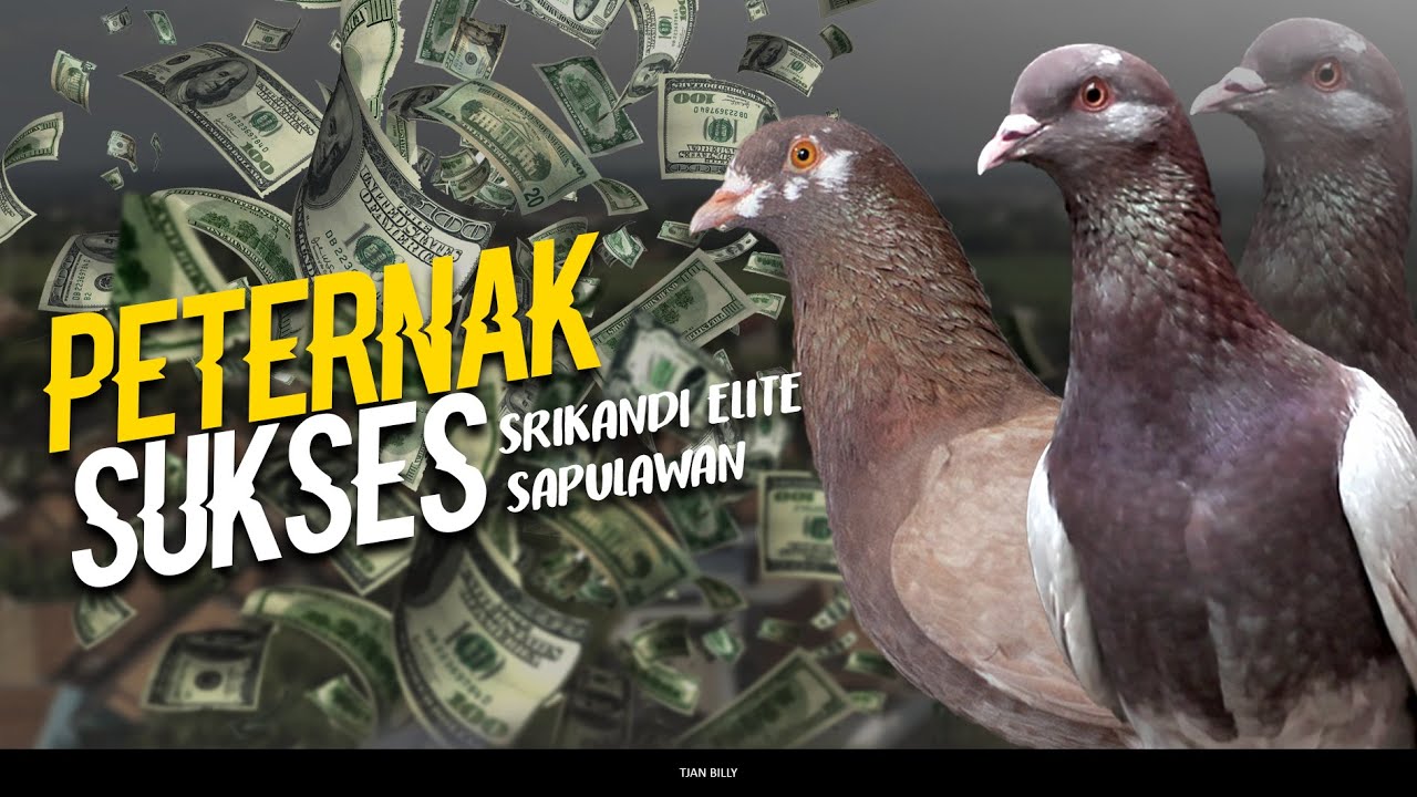 PETERNAK MERPATI SUKSES SAPULAWAN DAN SRIKANDI ELITE LAHIR DISINI | TEHSA BATANG TEAM