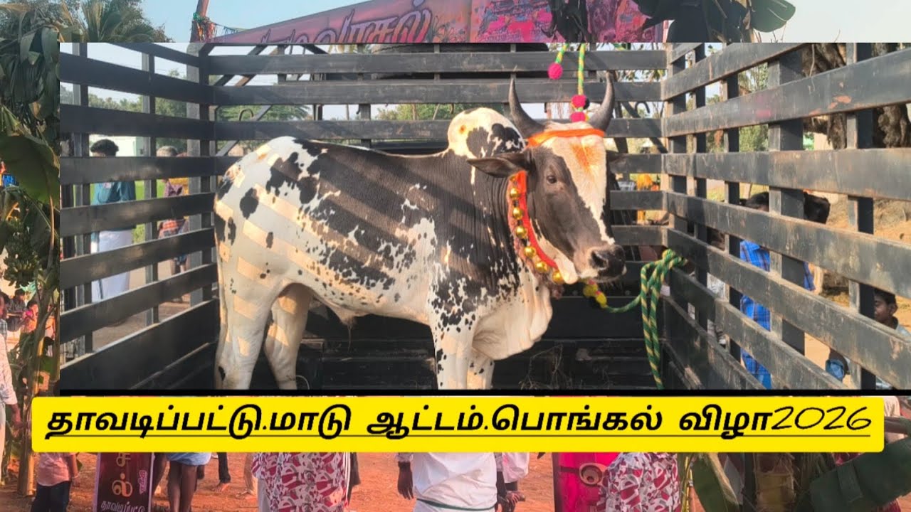 #jallikattu #💙🎇Pongal celebration 🪴💐 2026🔥💥 Thavadippattu🌹village🌹💥#music#song  