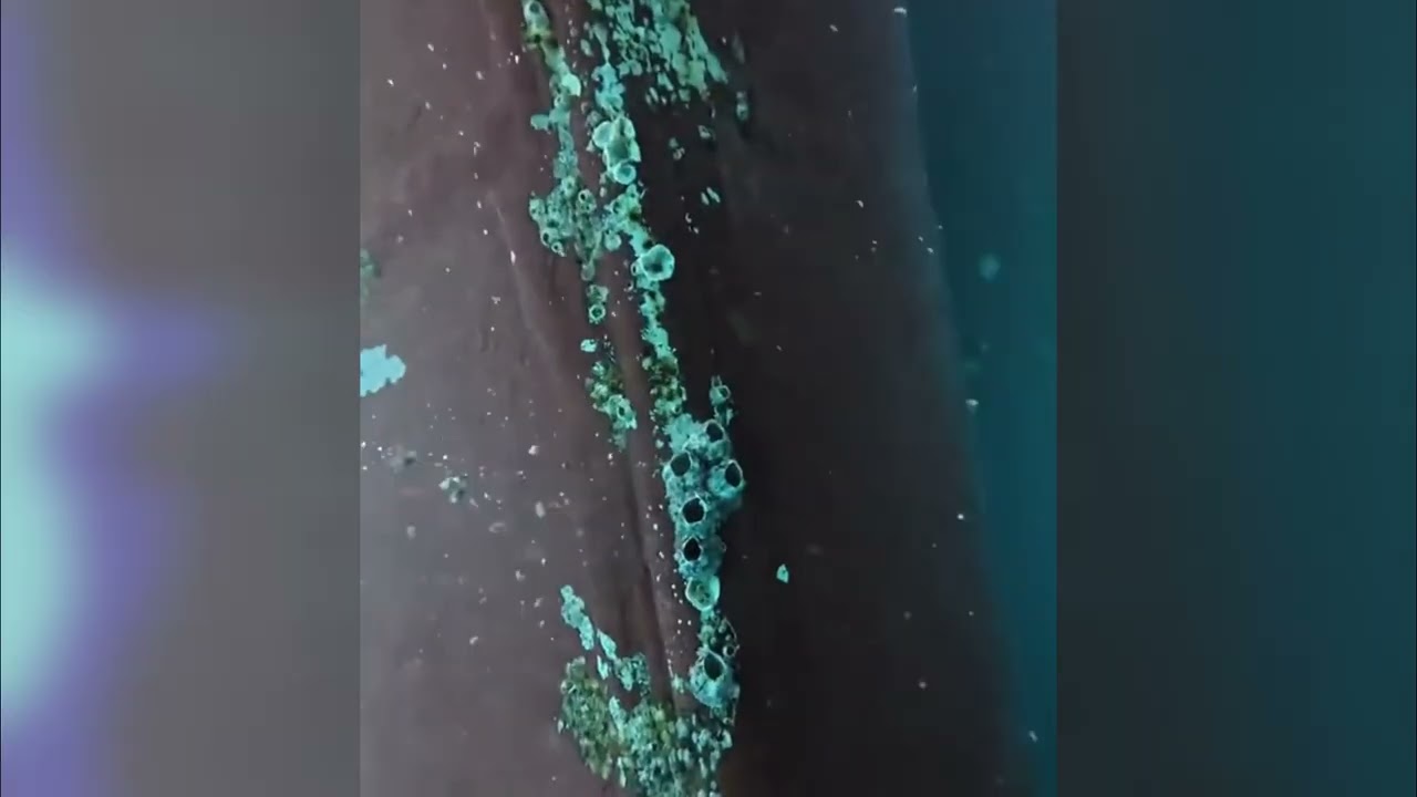 Эффективное удаление морских ракообразных из-под воды #удалениеморскихракообразных