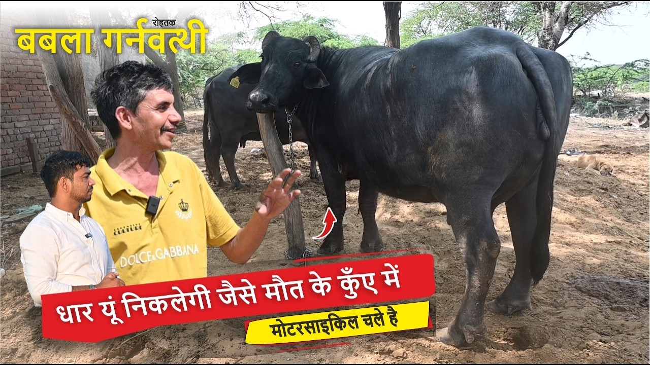 धार यूं निकलेगी जैसे मौत के कुँए में मोटरसाइकिल चले है || BABLA GORNAVATHI, ROHTAK