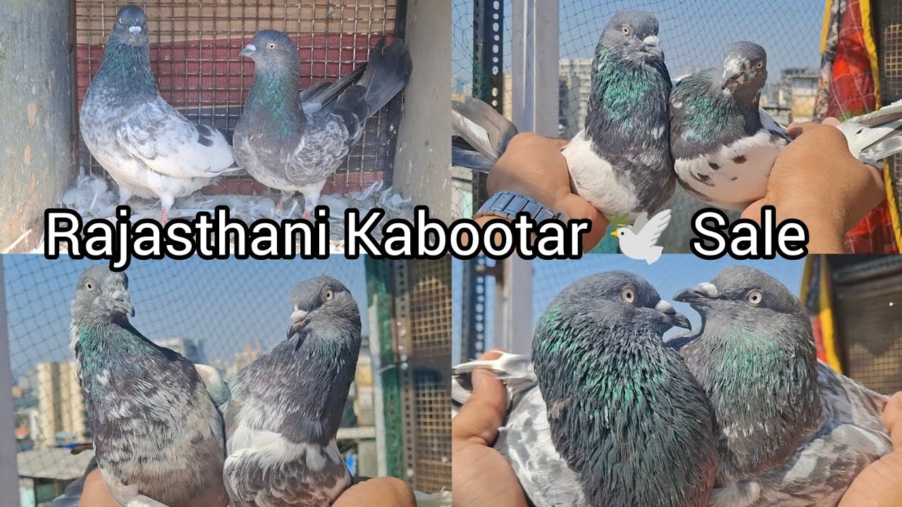 Rajasthani Kabootar 🕊️ Kalsare Shabdar Kabootar 🕊️, Maharashtra Mumbai 