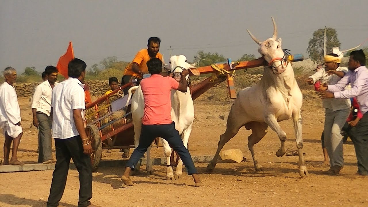 Udagatti Sonya bull running | Lokapur maidan