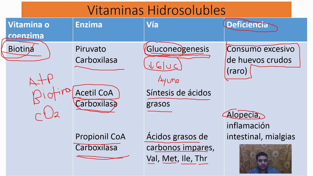 Vitaminas hidrosolubles