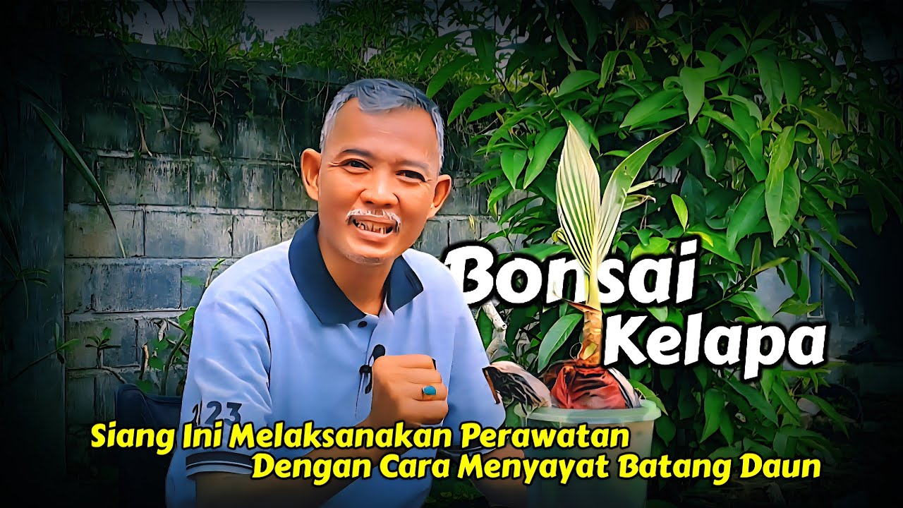 Bonsai Kelapa‼️Siang Ini Melaksanakan Aktifitas  Perawatan Koleksi Dengan Cara Menyayat