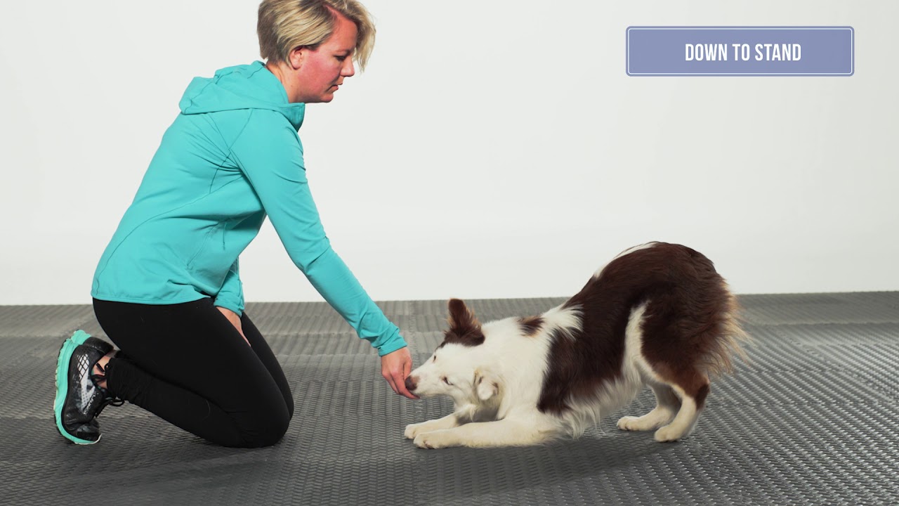 Fitness Form Foundation Exercises with FitPaws®