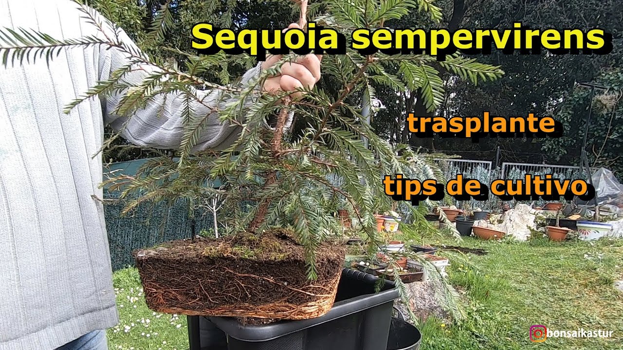 Transplante de Secuoya bonsai (Sequoia sempervirens)