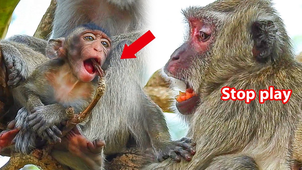 Vegas monkey mother tries to discipline her baby​ Vegan, Do not play with harmful objects