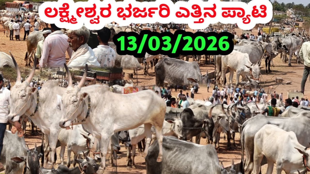 ಲಕ್ಷ್ಮೇಶ್ವರ ಭರ್ಜರಿ ಎತ್ತಿನ ಪ್ಯಾಟಿ || Lakshmeshwar Biggest Bulls Market || ಪ್ರತಿ ಶುಕ್ರವಾರ ಬೆಳಿಗ್ಗೆ 9am