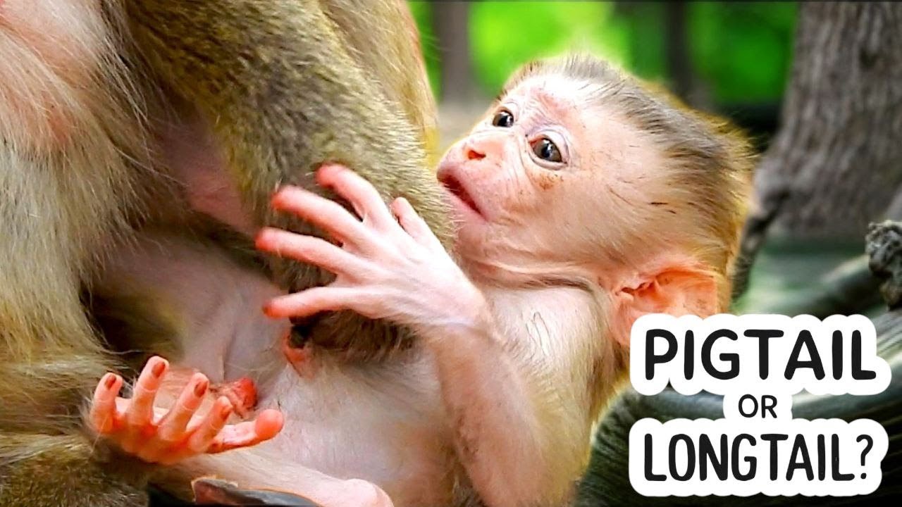 Hybrid Mom BRIANNA Gives Birth! Healthy Newborn Baby Monkey &mdash; Pigtail or Longtail?