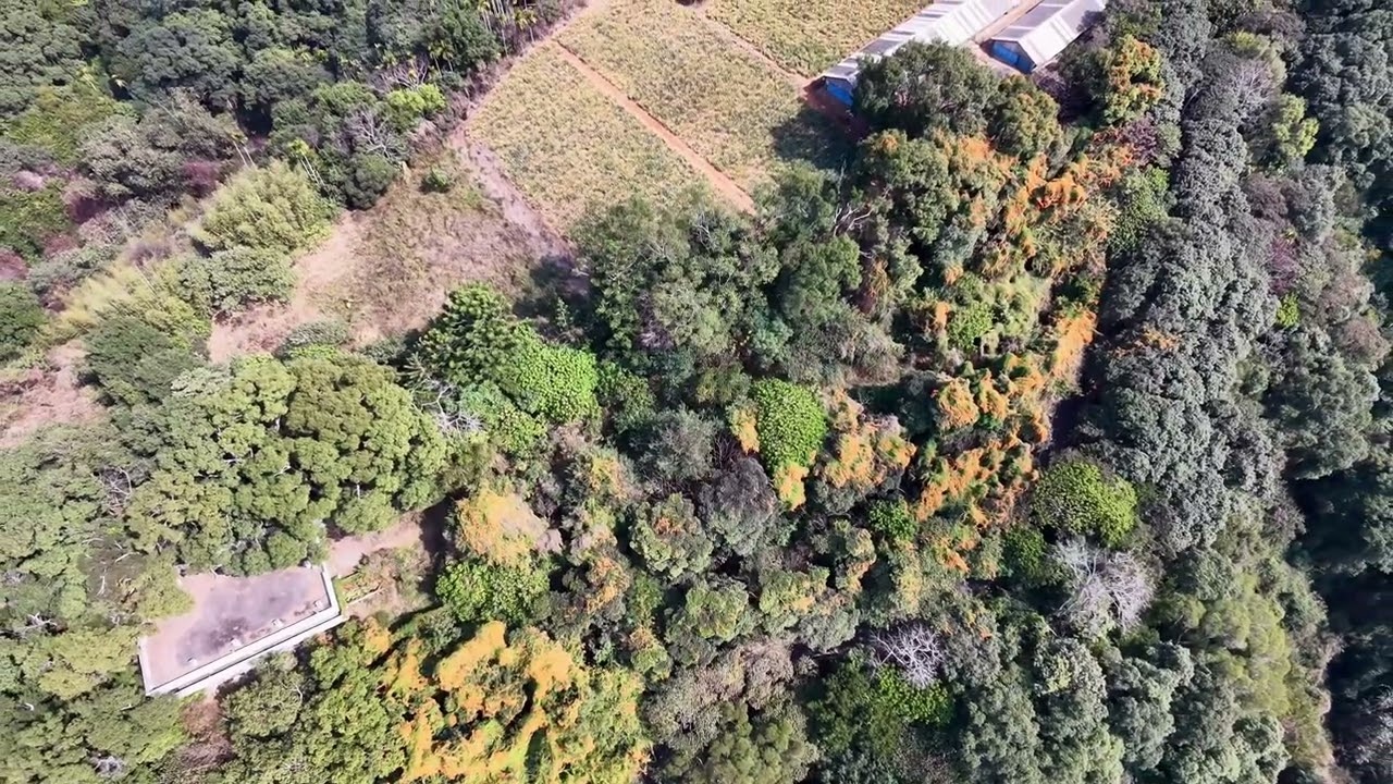 彰化員林出水巷炮仗花海