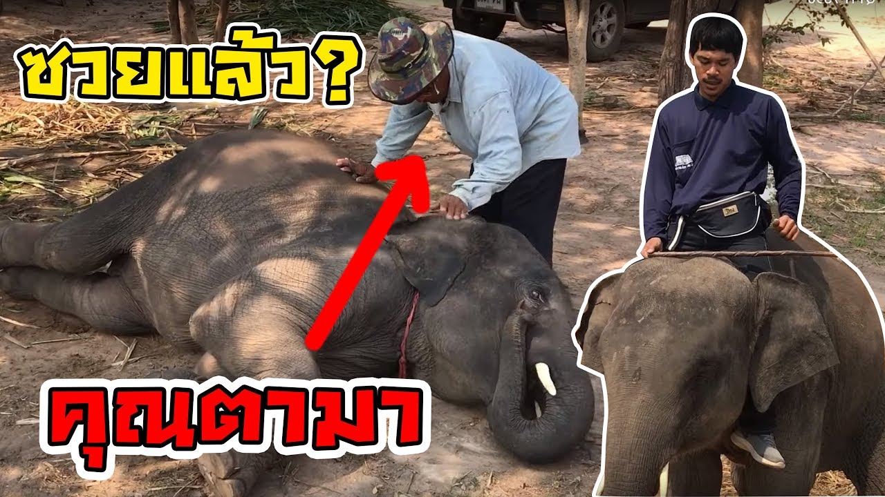 ถึงกับดื้อไม่ออก!! เจอของจริงมา บัวบานนิ่งสงบ สยบคุณตา bua ban elephant