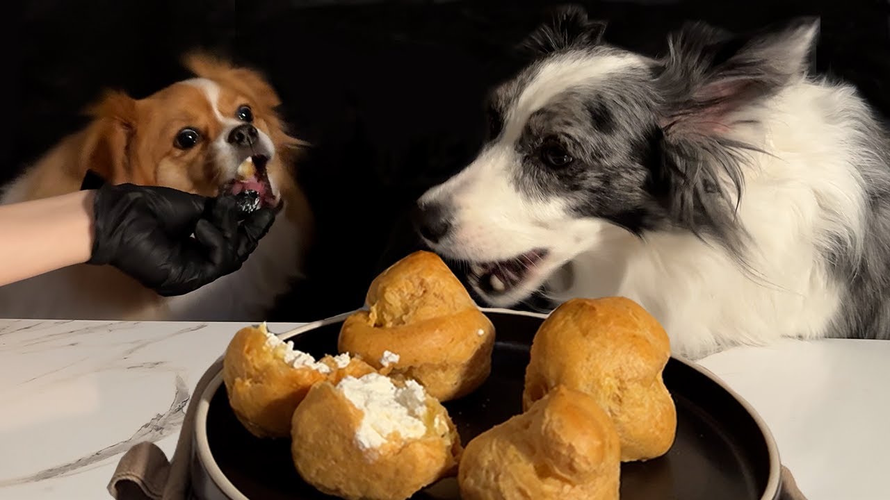 How to make Cream Puffs for dogs | Cute Mukbang🐶 | ASMR | DIY Dog Treat