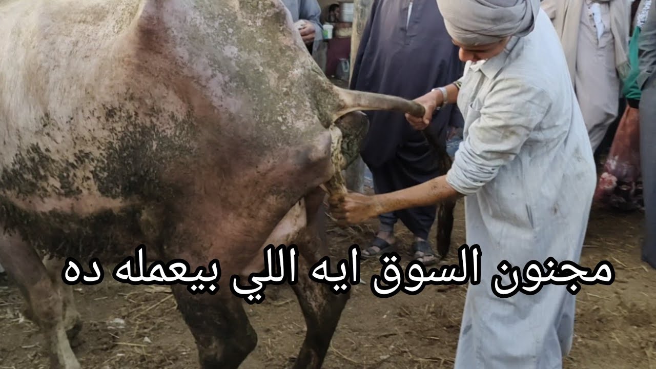 سوق بنها الدولي 😲 اسعار الجاموس العشر مع مجنون السوق في سوق بنها العمومي ٦/١٣ 🔥 🔥