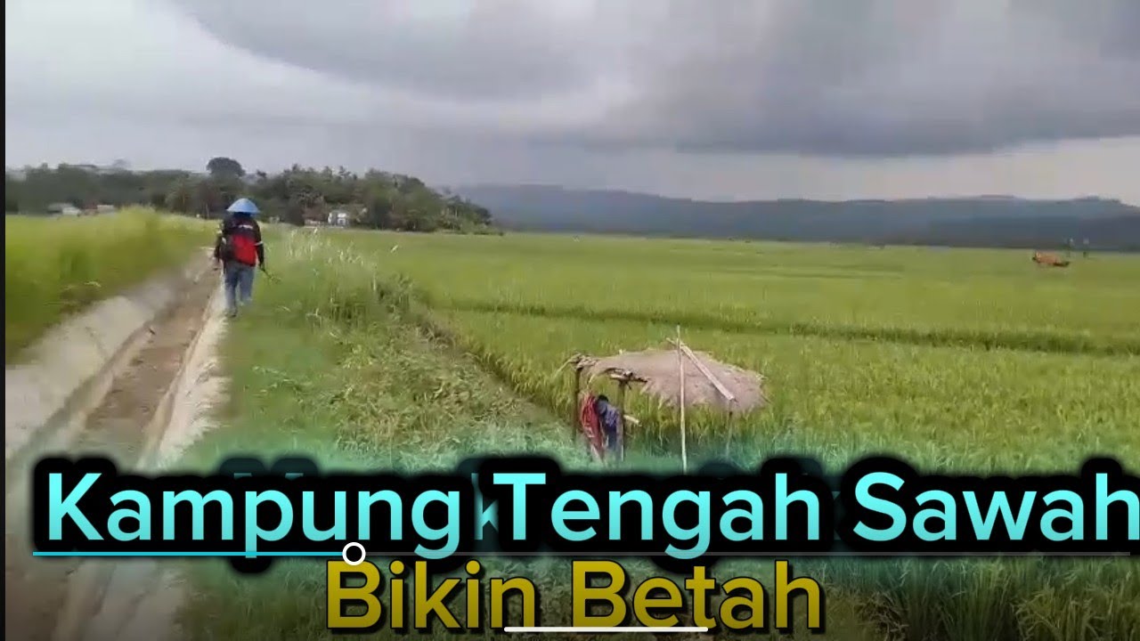 Pasti betah di Kampung  tengah Sawah yang  luas dan indah bikin betah terasa.damai.