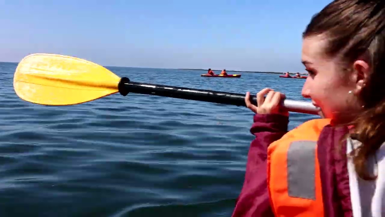 Kayak au royaume des otaries   Pelican Point, Walvis Bay entre désert et océan