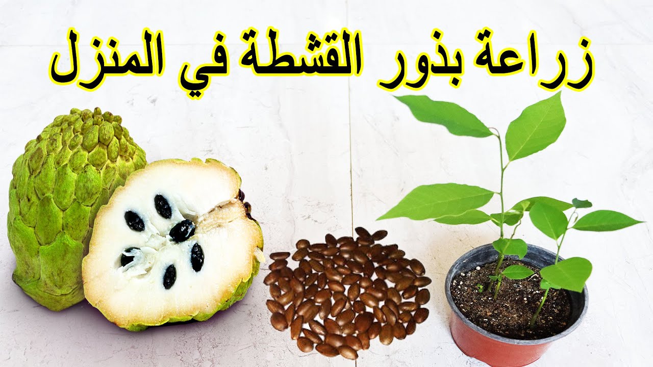 زراعة بذور القشطة في المنزل
