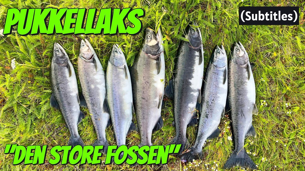 Pukkellaks - 