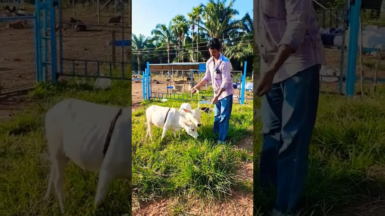 Miniature Punganuru #Punganuru Breed #Price of Punganuru Cow's # Market of Punganuru Cow's