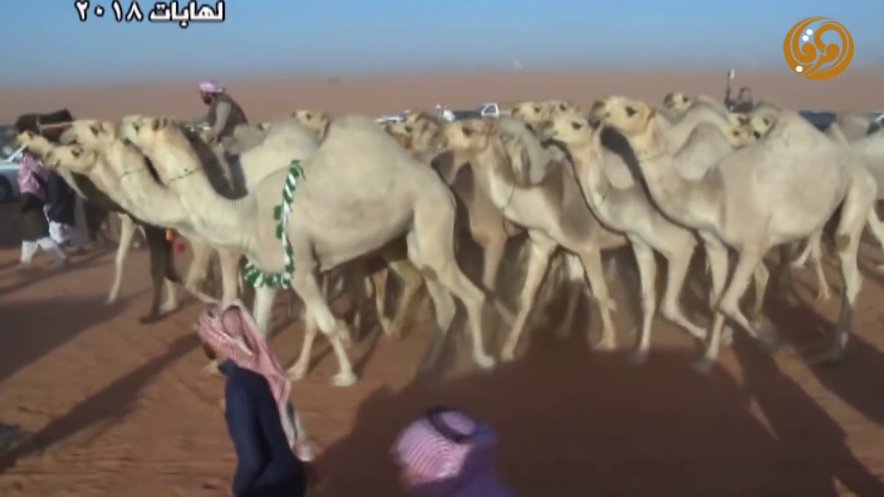 مسيرة لهابات 2018 - للمالك سعود بن قاعد بن براك الحارثي