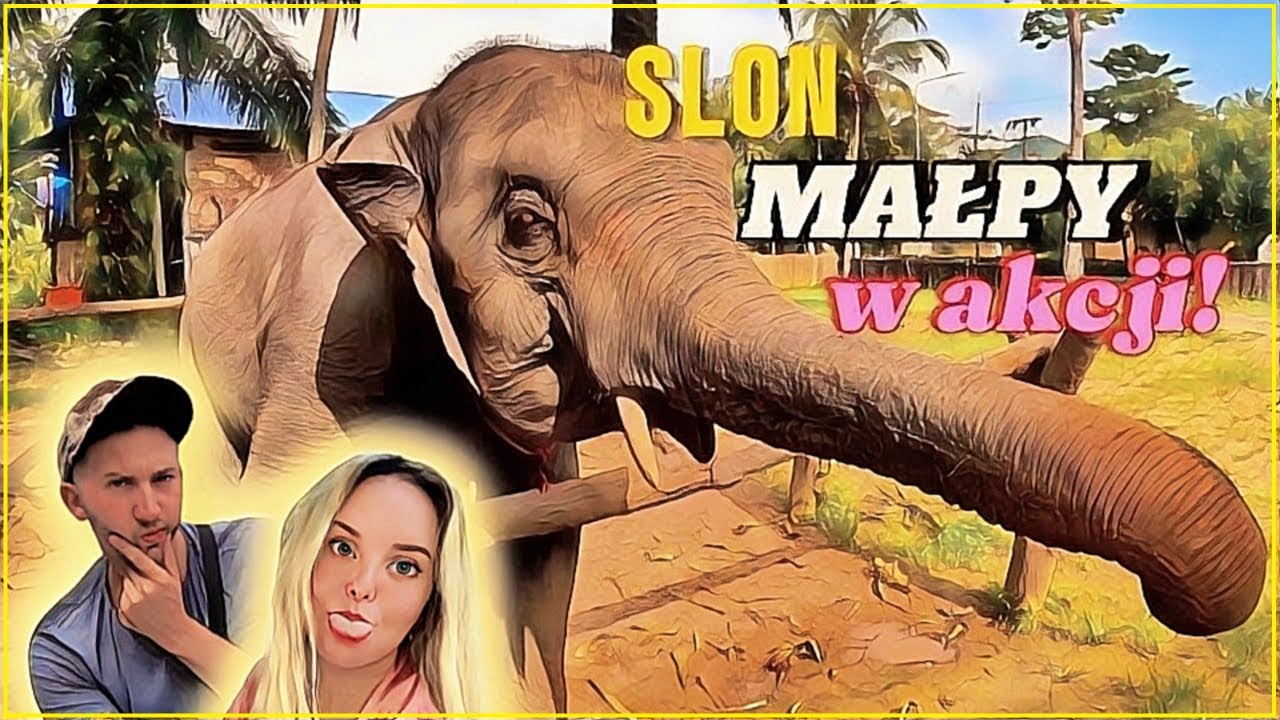 Plaża AO NANG! Krabi skuterem, słoń i GRYZĄCE MAŁPY!