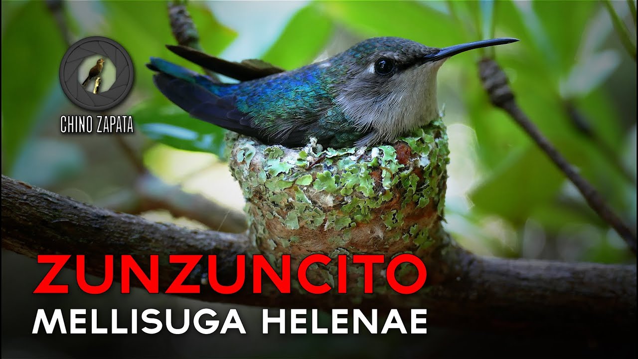 Zunzuncito. Самая маленькая птица в мире - 4K - 