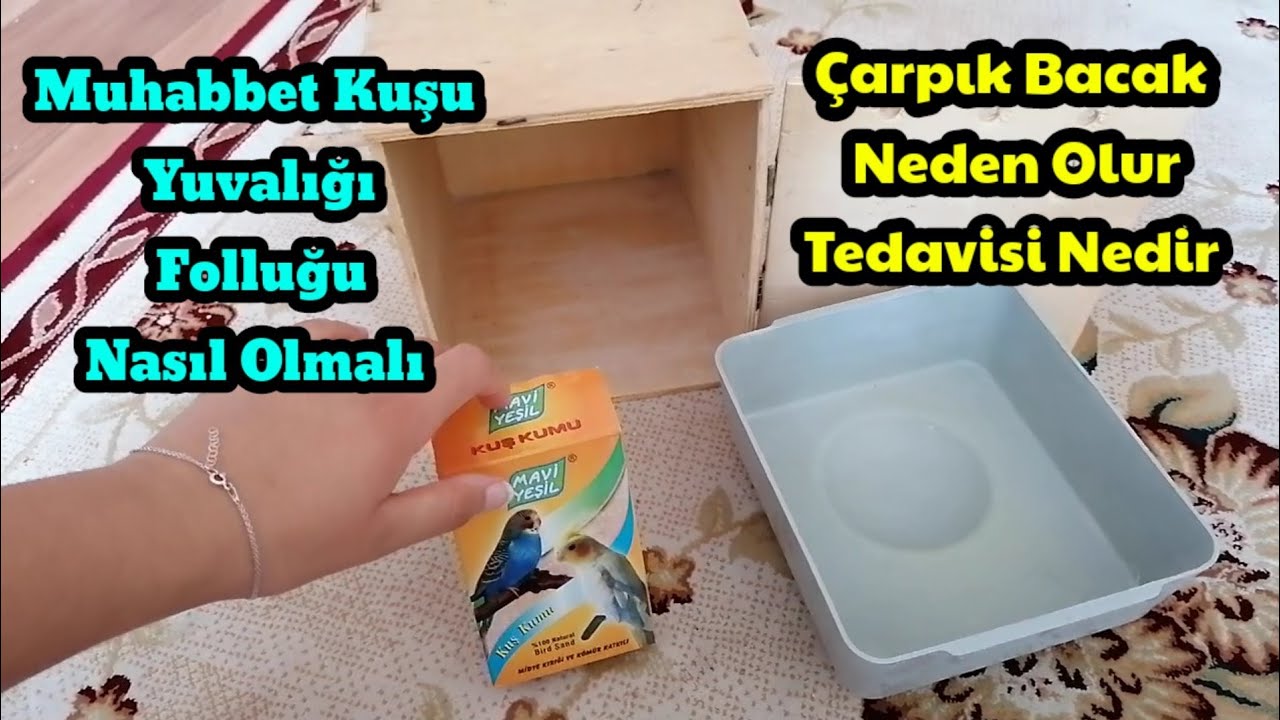 Muhabbet Kuşu Yuvalığına Neler Konur /Muhabbet Kuşu Çarpık Bacak Neden olur Tedavisi Nedir Folluk