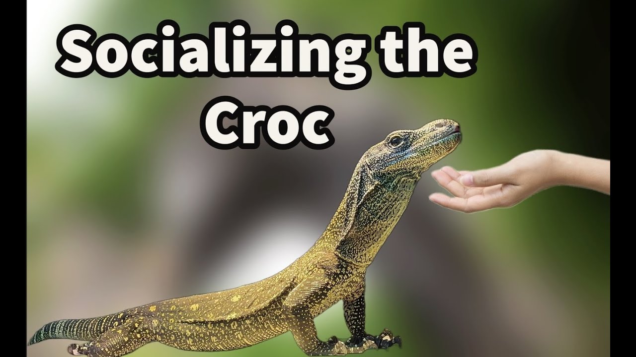 Socializing the Crocodile Monitor || How Dangerous are they?