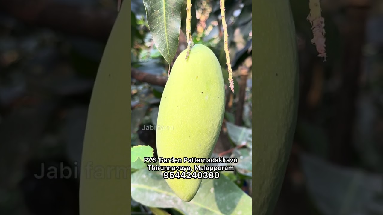 ഈയൊരു മാവ് വീട്ടിൽ നിർബന്ധമായും വെച്ചിരിക്കണം നല്ല ഭംഗിയാണ് ഈ മാങ്ങ കാണാൻ #bananamango 