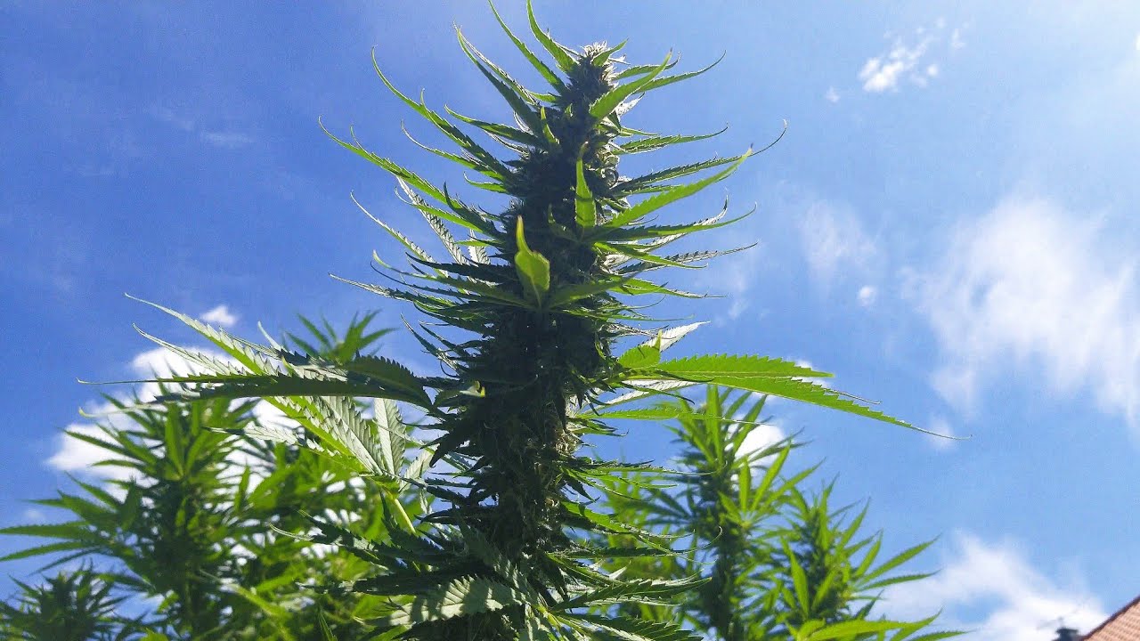 2021 Outdoor Cannabis Garden Tour | Garden Update [#16] - September 4