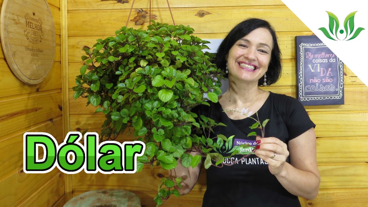 Planta Dólar ou Hera Sueca