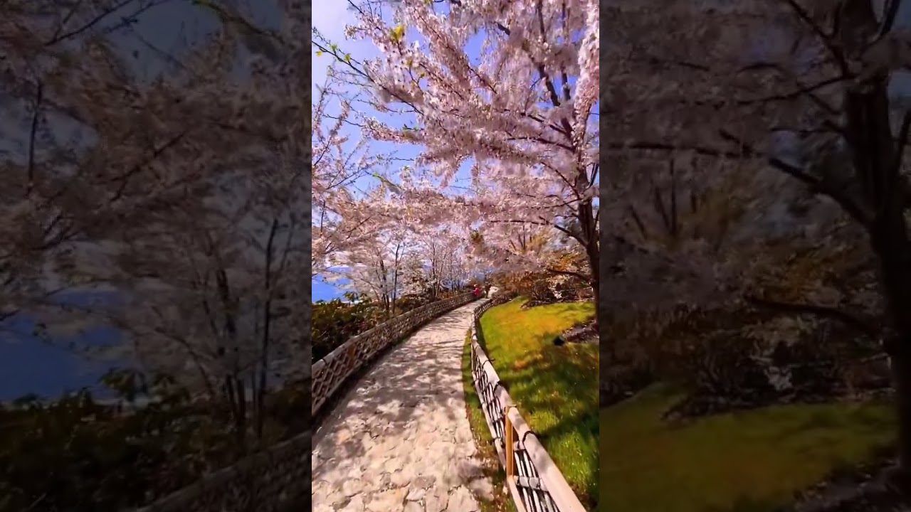 Фестиваль сакуры в Mriya Resort & Spa, Крым | sakura festival