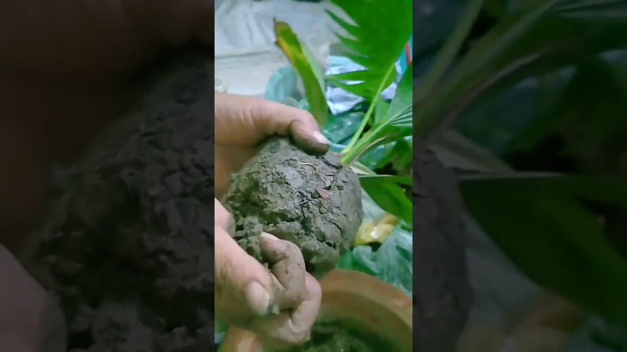 #howtoreportarecapalm #viral #plants #indoorplant #hobbygarden #explore #ytshorts