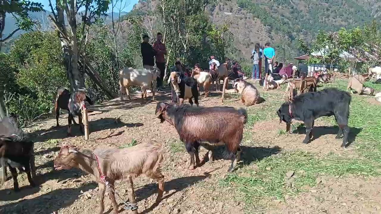 प्युठान जिम्री गाउँपालिका कुता बगाले थापाहरूको कुलदेवतालाई चढाउने बोकाको दृश्य हेर्नुहोस्। 